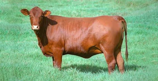 Senepol Cattle