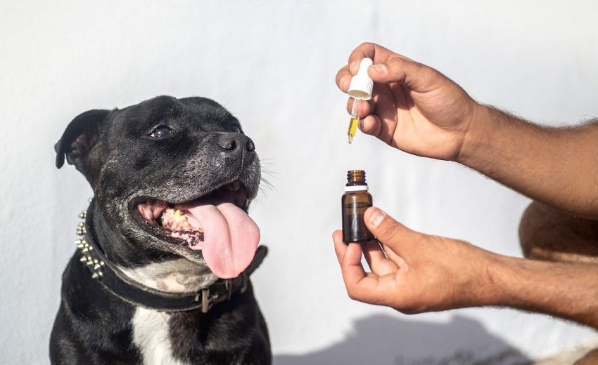 CBD Oil for Dogs