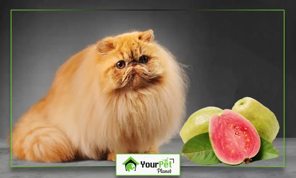  Guava Safe for Cats 
