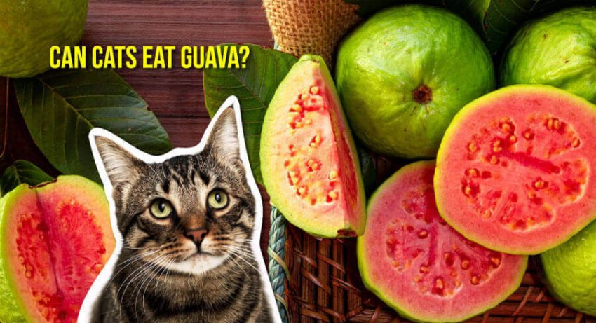 Guava Cats